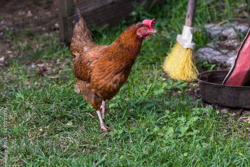 Fototapeta premium Hen in the meadow grazing on the grass with copy space. Free Range Hen. Chicken on the farm.