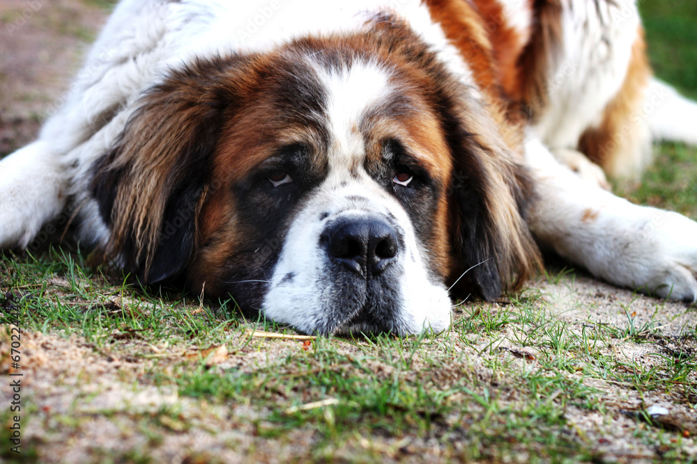 Pies św. Bernarda leżący na trawie w parku
