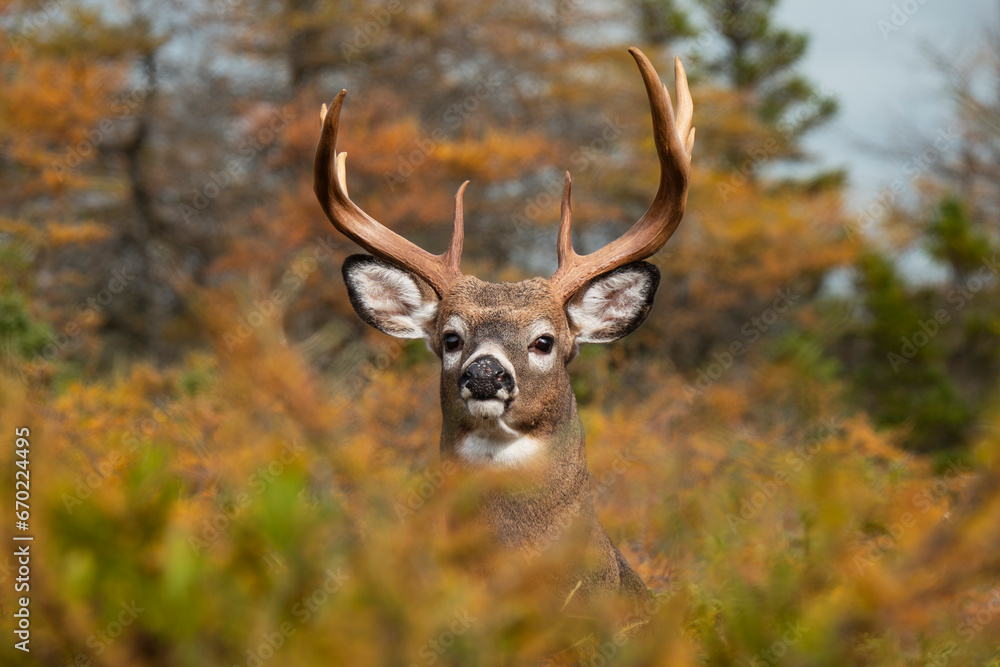 Whitetail deer big buck Anticosti autumn wildlife Whitetail deer big buck Anticosti autumn wildlife