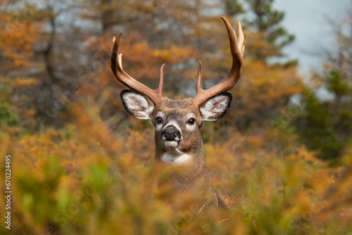 Whitetail deer big buck Anticosti autumn wildlife 