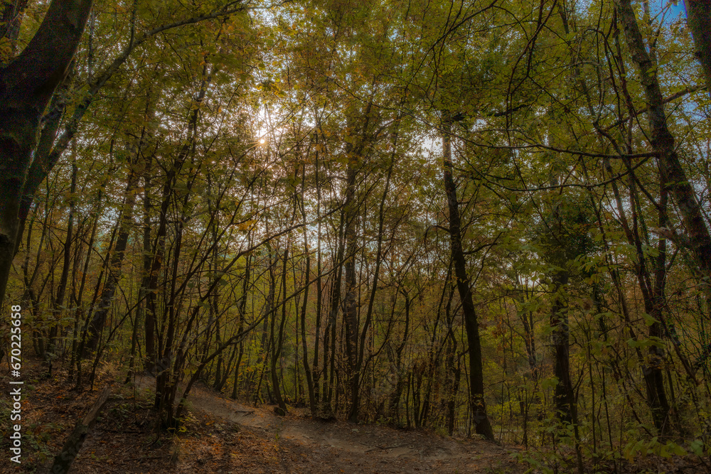 Naklejka premium bosco