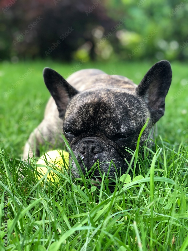 Brindle French Bulldog, N°4 Brindle French Bulldog, N°4