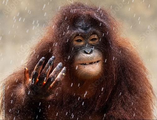 orangutan