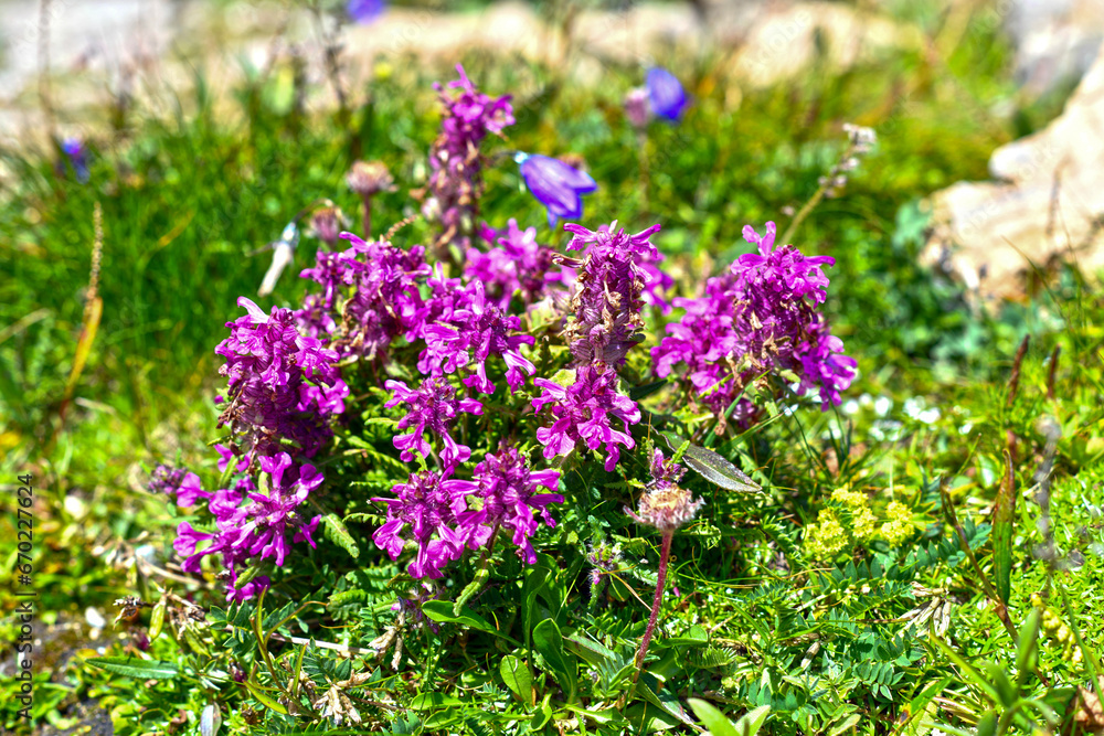 Obraz premium Quirlblättrige Läusekraut (Pedicularis verticillata)