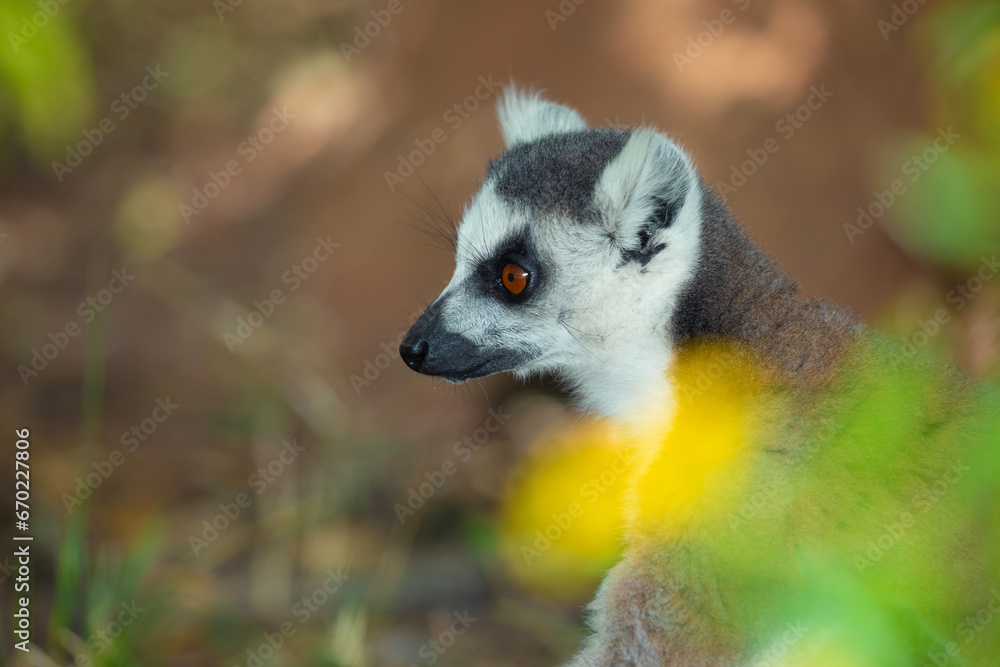 Fototapeta premium ring-tailed gray lemur in natural environment Madagascar.Close-up, cute primate