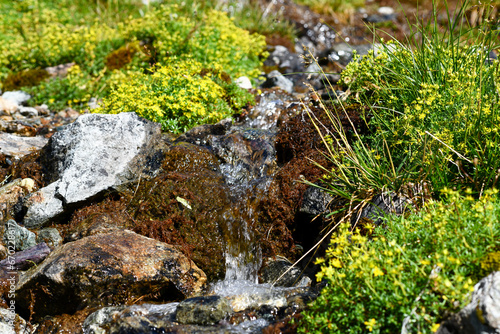 Fetthennen-Steinbrech (Saxifraga aizoides) photo