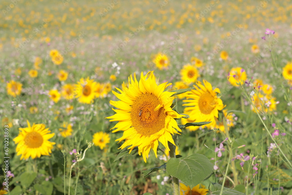 Obraz premium Die letzte Biene auf einer Sonnenblume