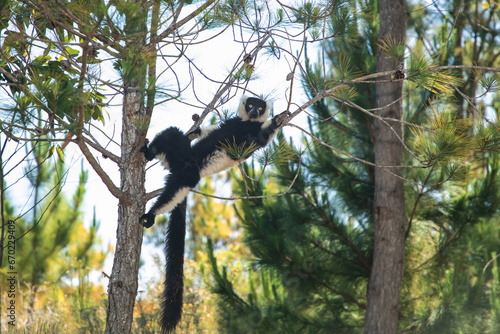 black and white ruffed lemur in its natural habitat, Madagascar