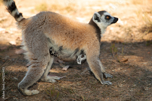 ring-tailed gray lemur in natural environment Madagascar.Close-up, cute primate © Elena