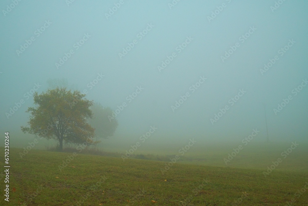 Moody and foggy nature in the morning Moody and foggy nature in the morning