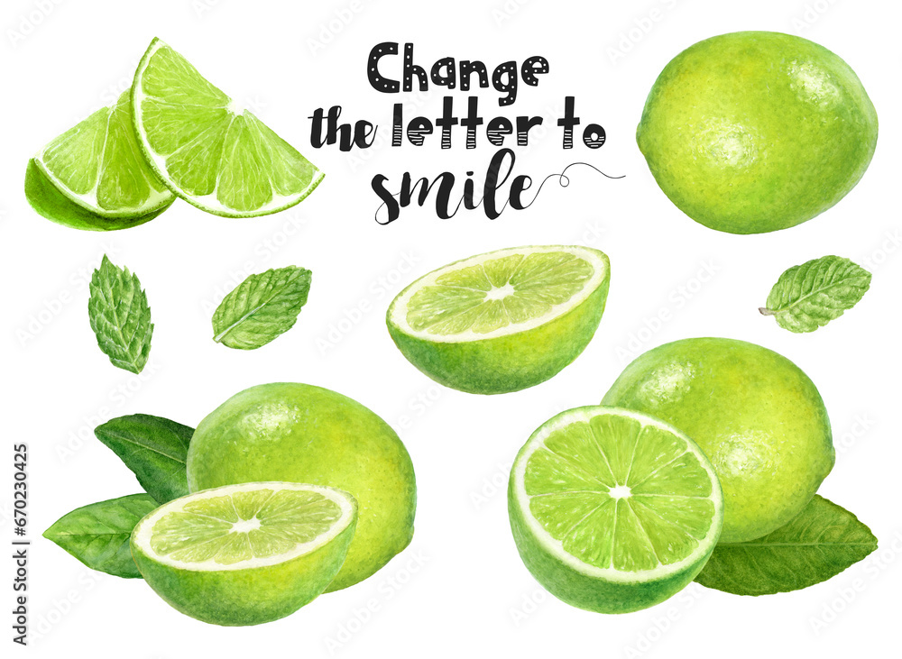 Watercolor illustration of limes mint set close up. Design template for packaging, menu, postcards