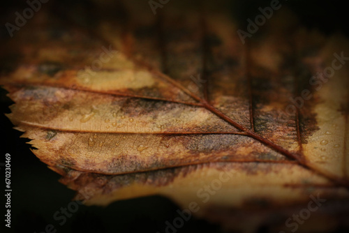 Zbliżenie na jesienny liście na czarnym tle