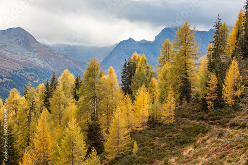 Fall Forest With Mountains In Autumn Color Season near Davos, Switzerland