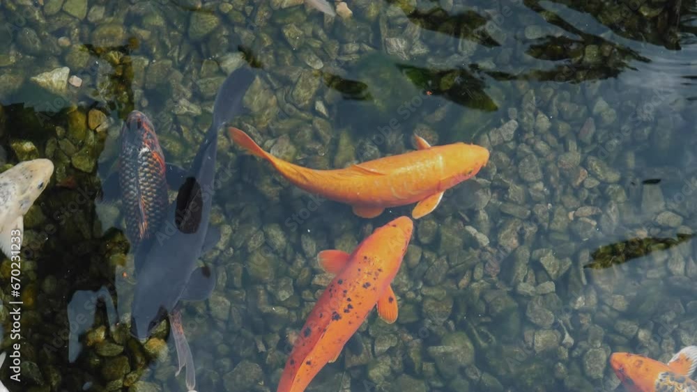Koi fish in clear water with duck. Relaxing swimming of the fish in pond. Meditative footage. 4K real-time video. Koi fish in clear water with duck. Relaxing swimming of the fish in pond. Meditative footage. 4K real-time video.