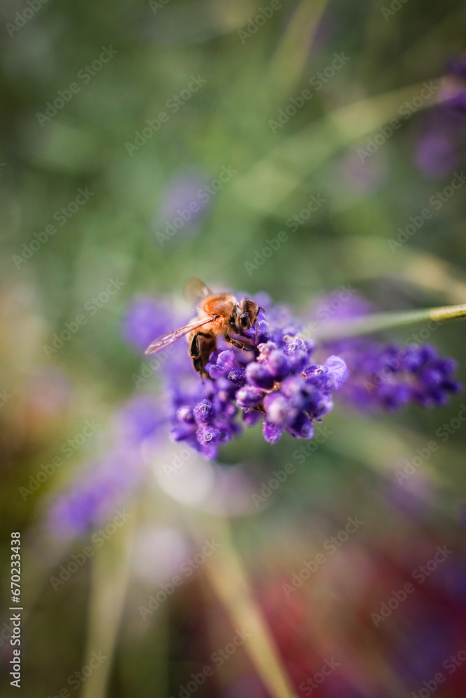 bee on lavender in the garden bee on lavender in the garden