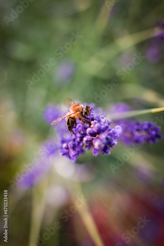 bee on lavender in the garden