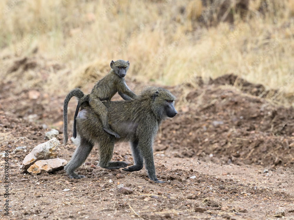 Baboon mother with baby on back, Tanzania, Africa Baboon mother with baby on back, Tanzania, Africa