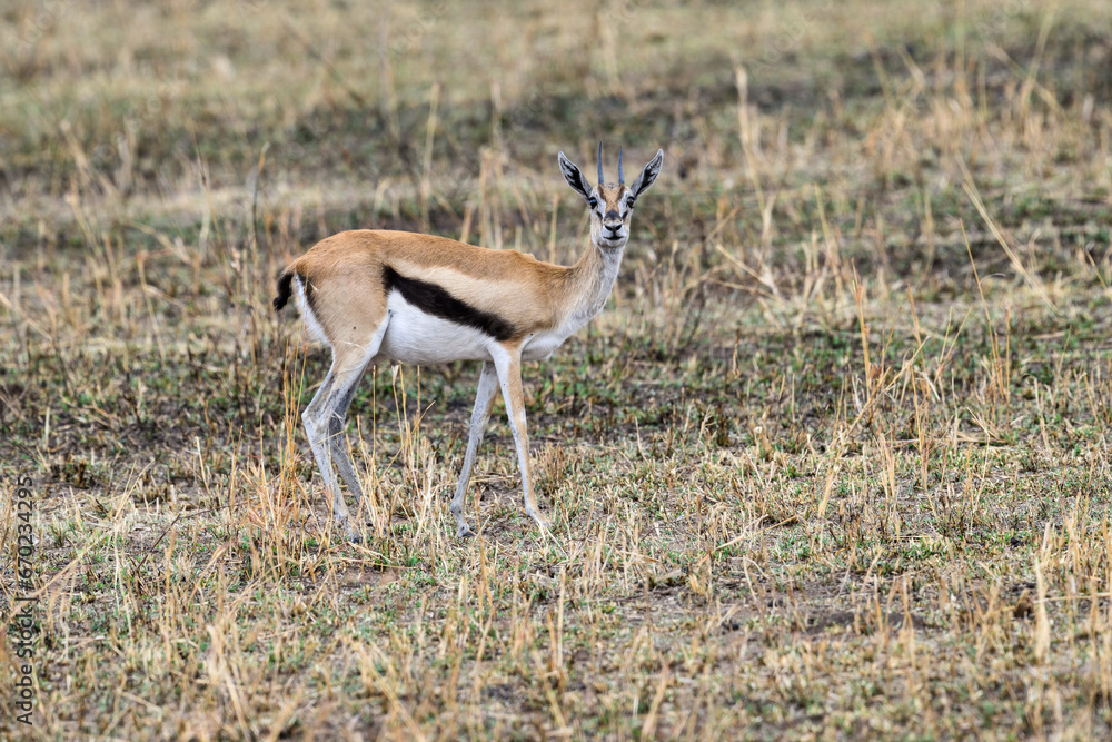 Thomson's Gazelle in the great plains of Serengeti ,Tanzania, Africa Thomson's Gazelle in the great plains of Serengeti ,Tanzania, Africa