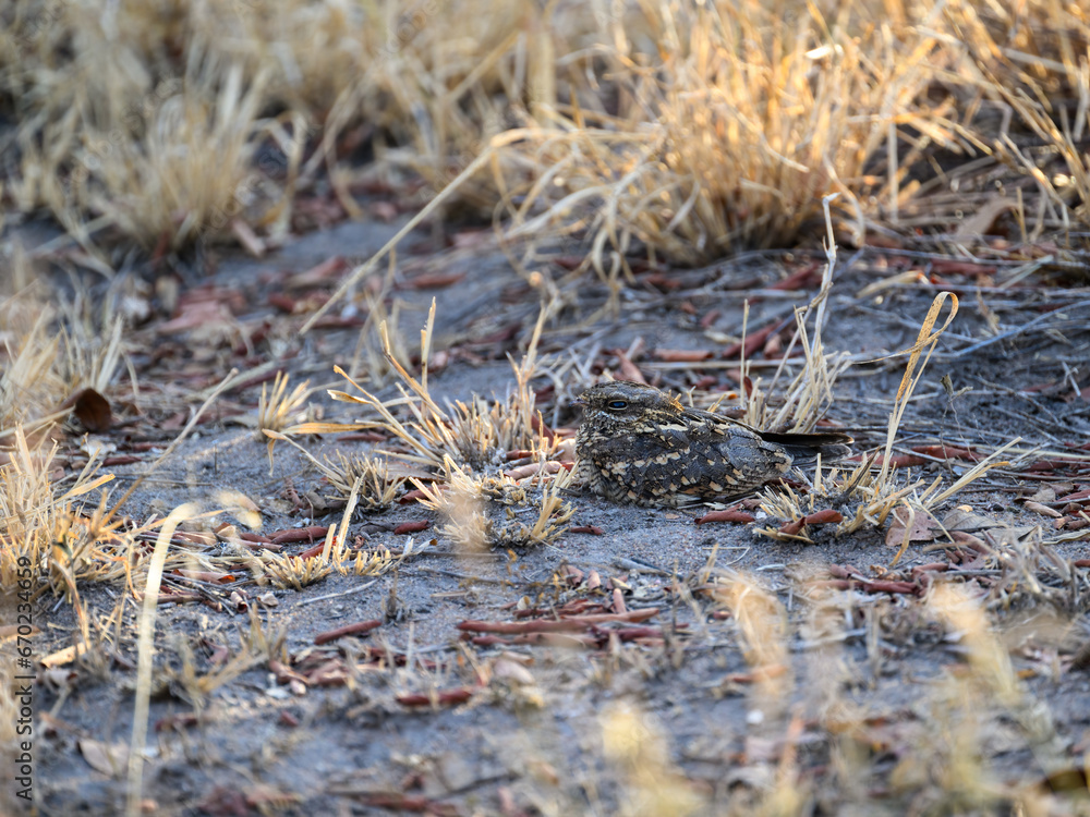 Square-tailed Nightjar or Mozambique Nightjar resting on the ground Square-tailed Nightjar or Mozambique Nightjar resting on the ground