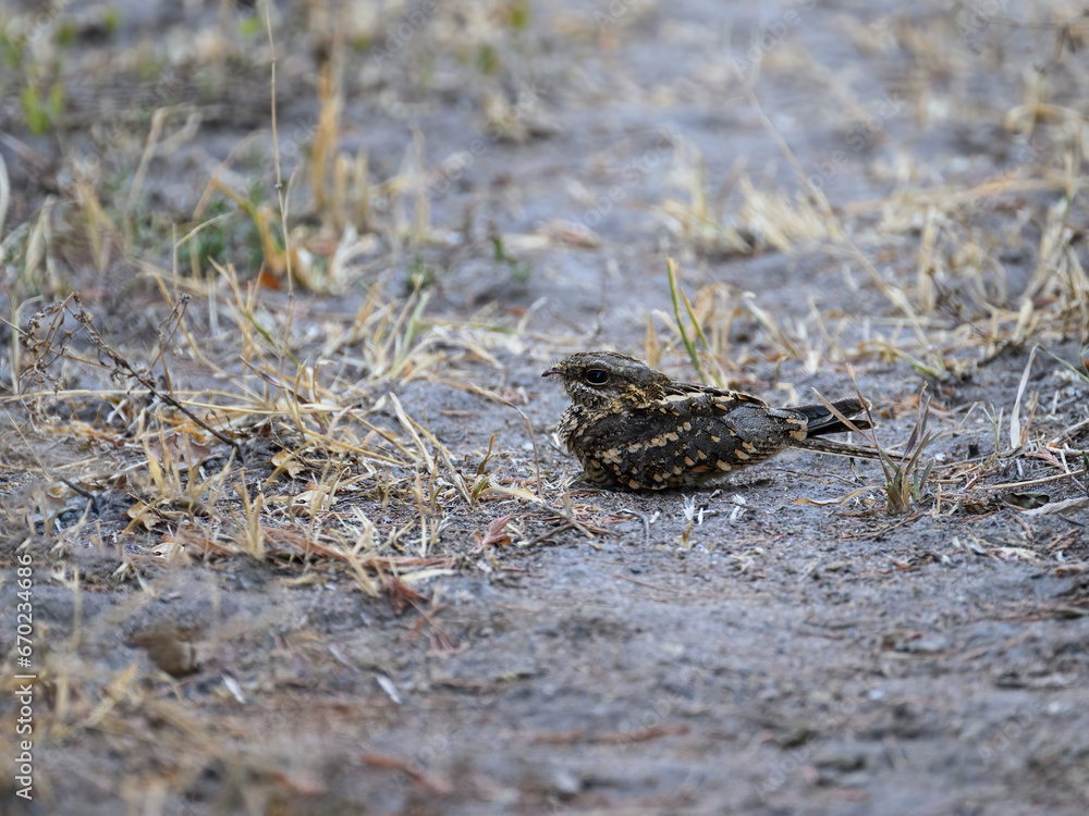Square-tailed Nightjar or Mozambique Nightjar resting on the ground Square-tailed Nightjar or Mozambique Nightjar resting on the ground