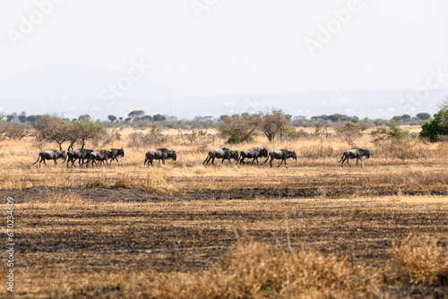 Wildebeests in the great plains of Serengeti  Tanzania  Africa