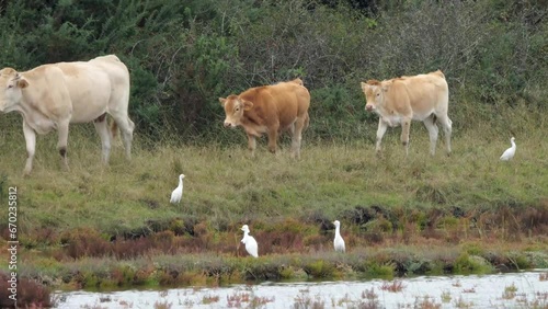 Wallpaper Mural Kuhreiher (Bubulcus ibis) und vorbeiziehende Kühe Torontodigital.ca