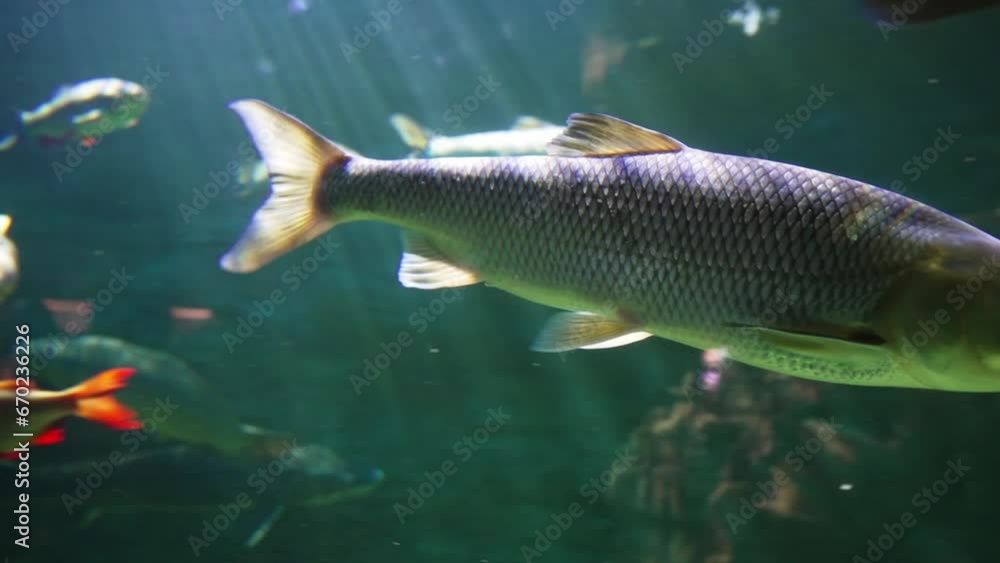 Beautiful exotic fish in a large aquarium. Excursion to the oceanarium. Beautiful exotic fish in a large aquarium. Excursion to the oceanarium.