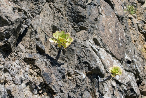 Aeonium ciliatum on a mountain slope Tenerife photo