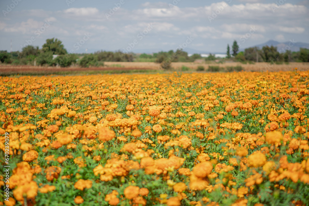 Fototapeta premium Flor de cempasúchil