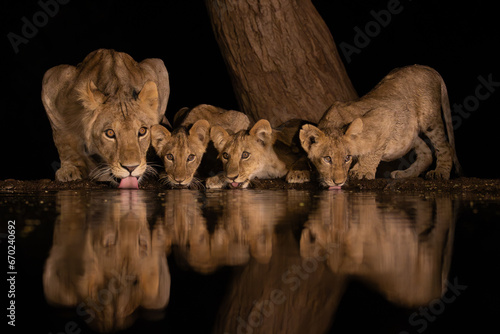 A lioness with three cubs drinking at night photo