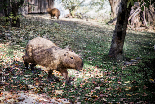 Capybara in the zoo basking in the sun on a warm autumn day