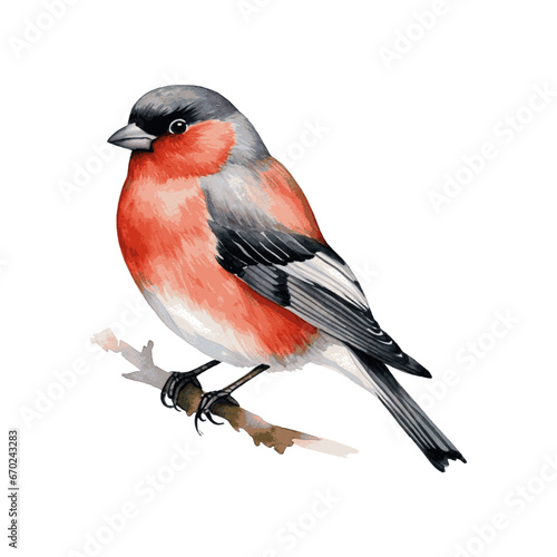 Red robin bullfinch bird watercolor paint for Christmas card decor on white