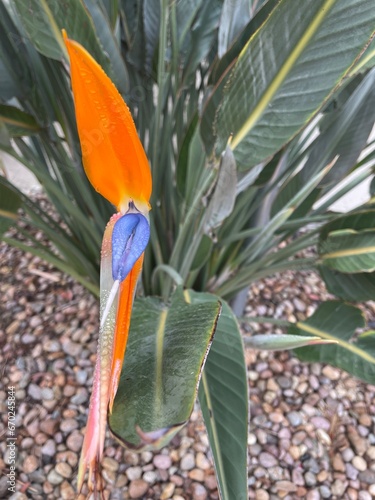Closeup of tropical bird of paradise plant