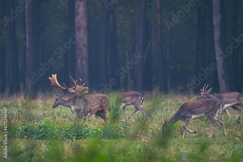 Bild auf Leinwand Damwild Brunft
