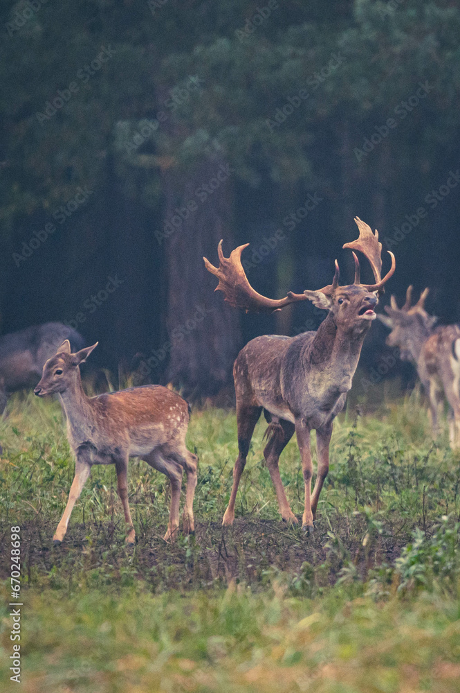 Obraz premium Damwild Brunft