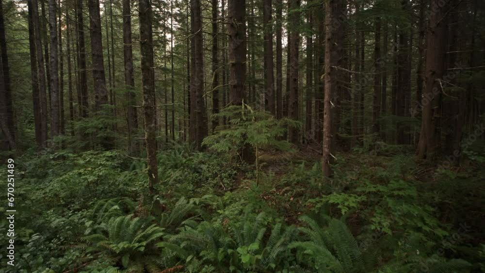 Approaching trees in dense green rain forest / Forks, Washington, United States Approaching trees in dense green rain forest / Forks, Washington, United States