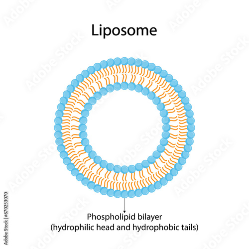 Liposome, with hydrophilic and hydrophobic loads. Phospholipids, Drug encapsulation. Vector illustration.	