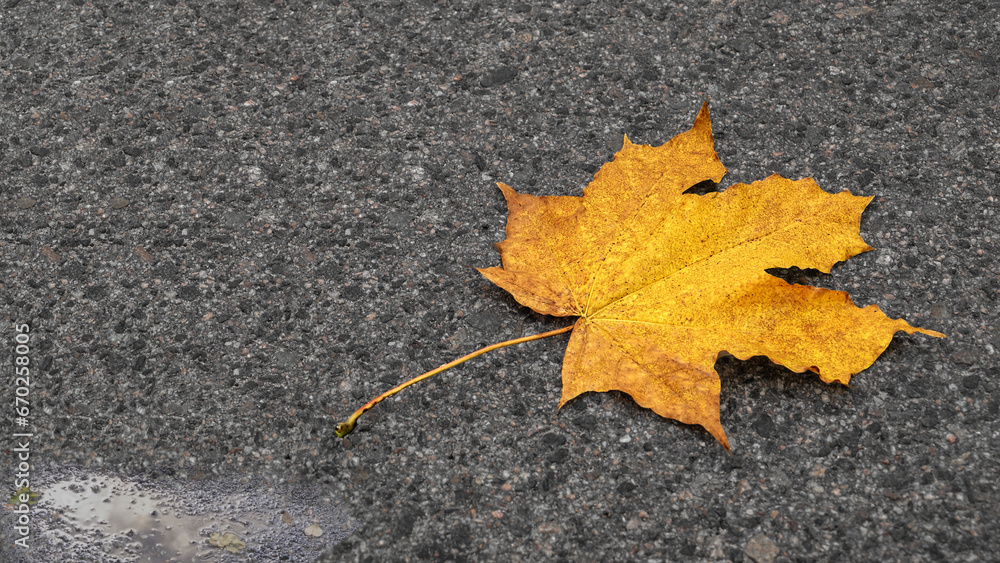 Maple leaf on the sidewalk