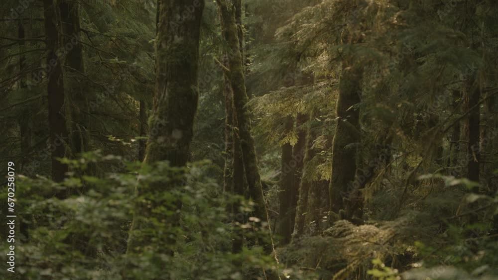 Trees in dense green rain forest / Forks, Washington, United States Trees in dense green rain forest / Forks, Washington, United States