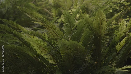 Wallpaper Mural Close up panning shot of fern in forest / Forks, Washington, United States Torontodigital.ca