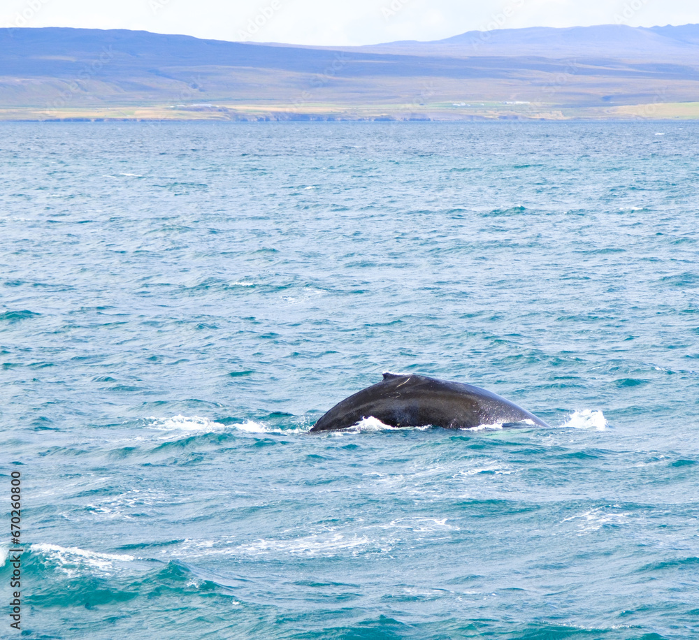 Fototapeta premium whale in the water