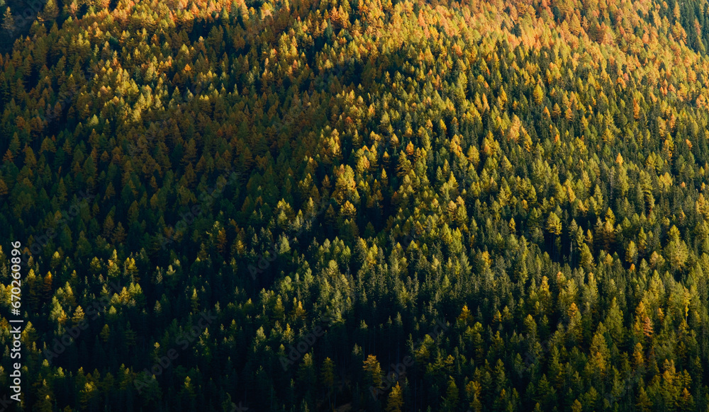 forest in the mountain in autumn forest in the mountain in autumn