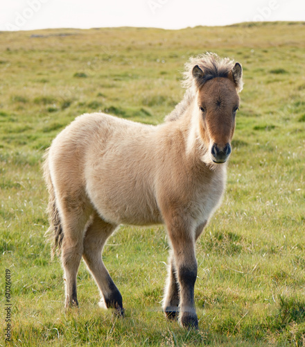 beige foal in the field