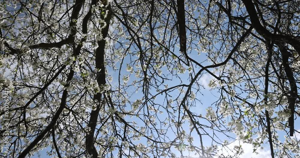 cherry in the orchard blooms with white flowers , beautiful white flowers on a fruit cherry during pollination cherry in the orchard blooms with white flowers , beautiful white flowers on a fruit cherry during pollination