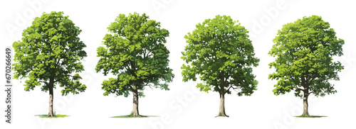 Trees collection set. Green plants with leaves, garden botanical, realistic vector illustration isolated on white background 