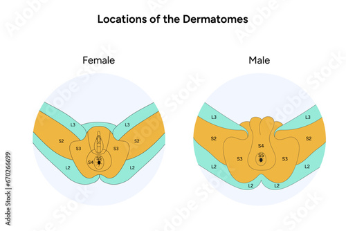 Locations of the dermatomes male and female