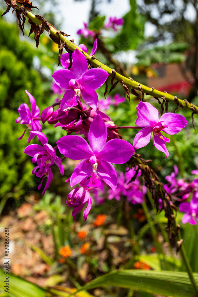 Spathoglottis plicata - Purple orchid flowers in the garden