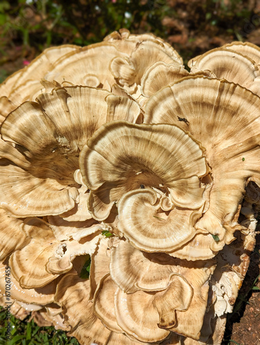 natural tree fungi fungus discovered large family