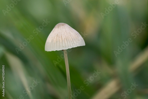 White mushroom isolated on a blurred grass background on a fall day in Iowa