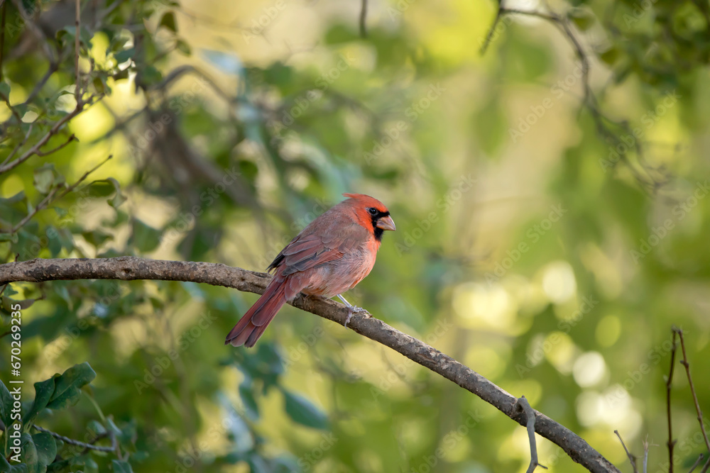 Male northern cardinal perched on a branch with blurred green background on a fall day in Iowa Male northern cardinal perched on a branch with blurred green background on a fall day in Iowa